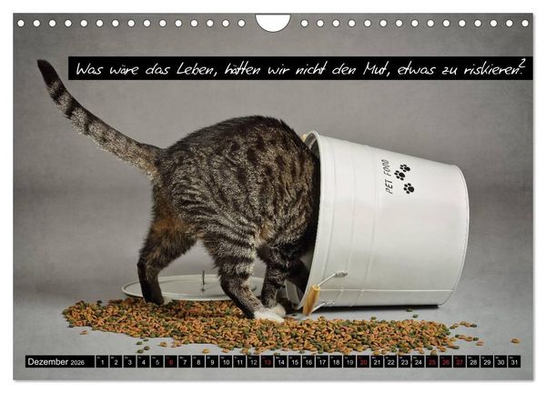 Produktbild: Der "philosophische" Katzenkalender 2026 (Wandkalender 2026 DIN A4 quer), CALVENDO Monatskalender