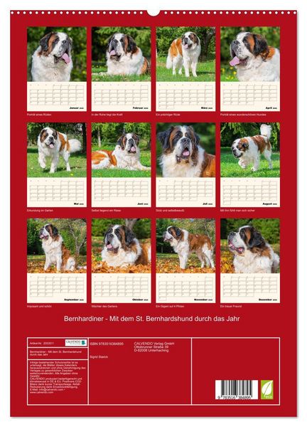 Produktbild: Bernhardiner - Mit dem St. Bernhardshund durch das Jahr (hochwertiger Premium Wandkalender 2026 DIN A2 hoch), Kunstdruck in Hochglanz