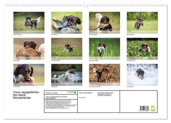 Produktbild: Treue Jagdgef&auml;hrten Der kleine M&uuml;nsterl&auml;nder (Wandkalender 2026 DIN A2 quer), CALVENDO Monatskalender