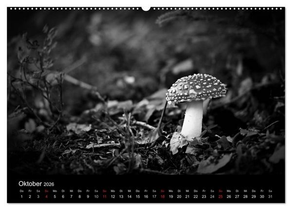 Produktbild: Hexen (hochwertiger Premium Wandkalender 2026 DIN A2 quer), Kunstdruck in Hochglanz