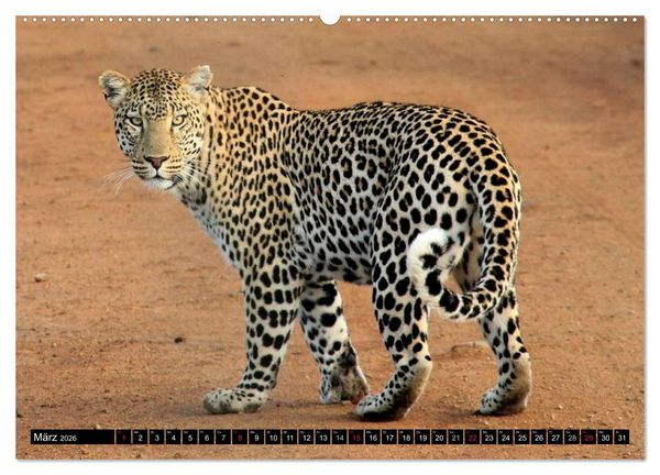 Produktbild: Die Lautlosen. Geparden und Leoparden (hochwertiger Premium Wandkalender 2026 DIN A2 quer), Kunstdruck in Hochglanz