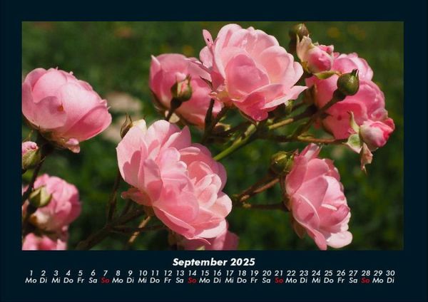 Produktbild: Rosentraum 2025 Fotokalender DIN A4