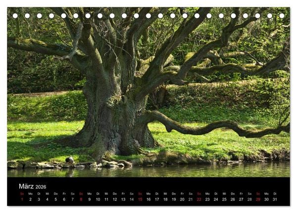 Produktbild: Baum-Variationen (Tischkalender 2026 DIN A5 quer), CALVENDO Monatskalender