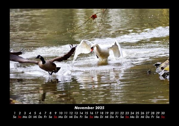 Produktbild: Welt der Tiere 2025 Fotokalender DIN A3