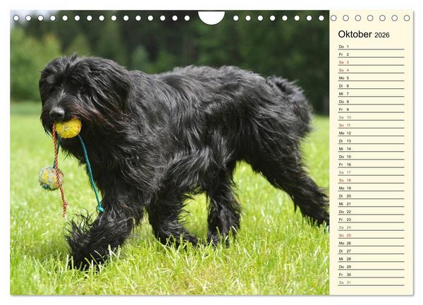 Produktbild: Altdeutsche H&uuml;tehunde - Fast vergessen (Wandkalender 2026 DIN A4 quer), CALVENDO Monatskalender