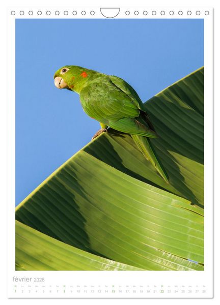 Produktbild: Le Pantanal (Calendrier mural 2026 DIN A4 horizontal), CALVENDO calendrier mensuel