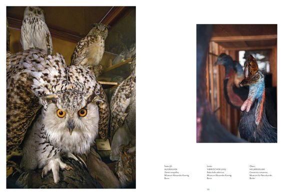 Produktbild: Vogelwelten