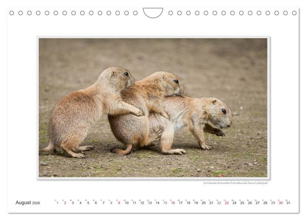 Produktbild: Emotionale Momente: Tierischer Sex. (Wandkalender 2026 DIN A4 quer), CALVENDO Monatskalender