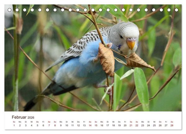 Produktbild: Wellensittiche - der NEUE Kalender (Tischkalender 2026 DIN A5 quer), CALVENDO Monatskalender