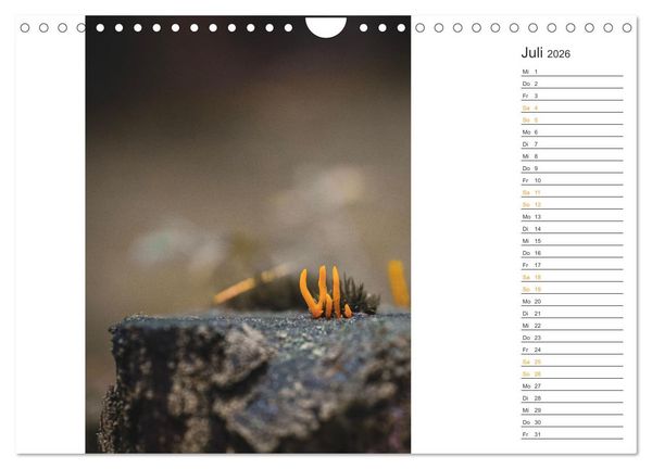 Produktbild: Kleine Wunder vor der Haust&uuml;r (Wandkalender 2026 DIN A4 quer), CALVENDO Monatskalender