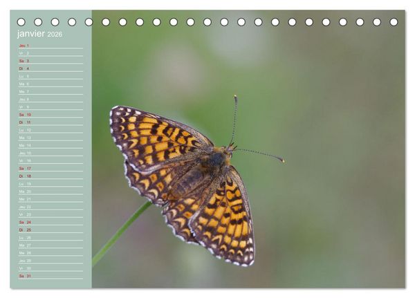 Produktbild: Merveilleux papillons (Calendrier de bureau 2026 DIN A5 vertical), CALVENDO calendrier mensuel
