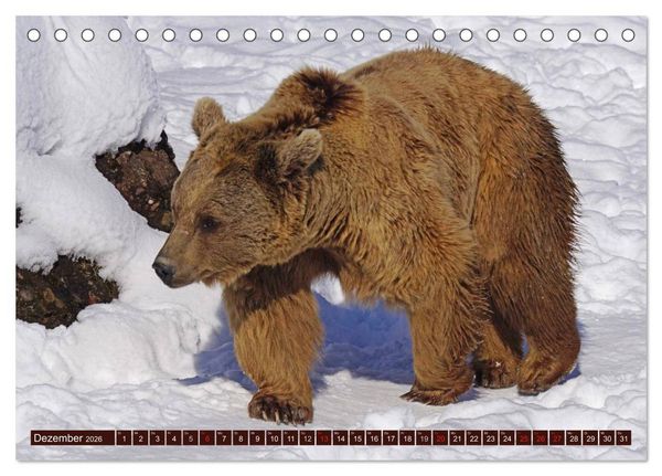 Produktbild: B&auml;ren. Unterwegs mit Meister Petz (Tischkalender 2026 DIN A5 quer), CALVENDO Monatskalender