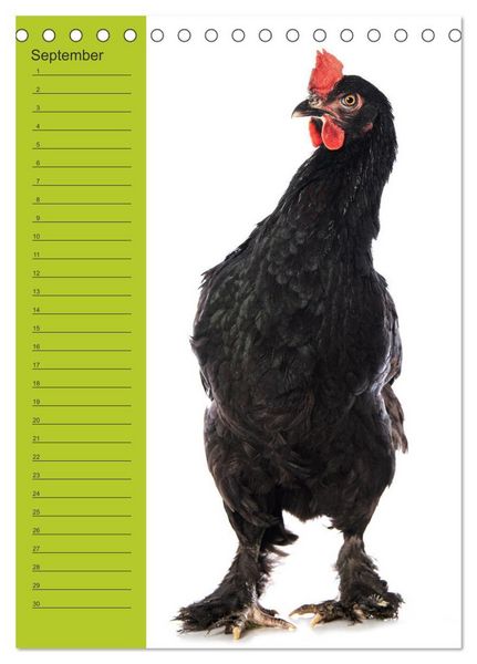 Produktbild: Kunterbunte H&uuml;hner Truppe (Tischkalender 2026 DIN A5 hoch), CALVENDO Monatskalender