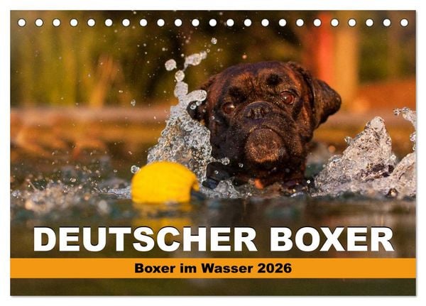 Deutscher Boxer - Boxer im Wasser 2026 (Tischkalender 2026 DIN A5 quer), CALVENDO Monatskalender