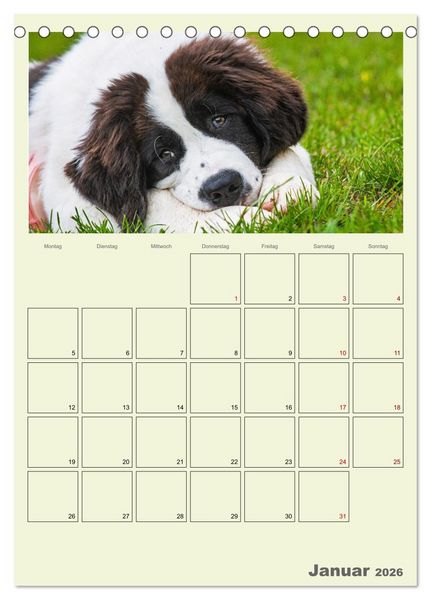 Produktbild: Faszination Landseer - Mit Plan durch das Jahr (Tischkalender 2026 DIN A5 hoch), CALVENDO Monatskalender