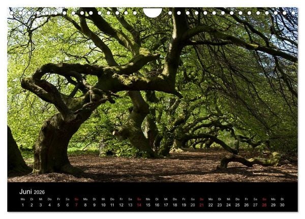 Produktbild: Baum-Variationen (Wandkalender 2026 DIN A4 quer), CALVENDO Monatskalender