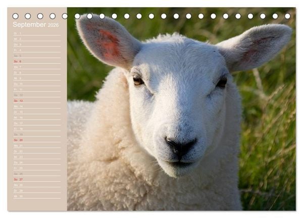 Produktbild: Schafe / Geburtstagskalender (Tischkalender 2026 DIN A5 quer), CALVENDO Monatskalender