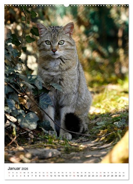 Produktbild: Kleine Tiger im Wald (hochwertiger Premium Wandkalender 2026 DIN A2 hoch), Kunstdruck in Hochglanz
