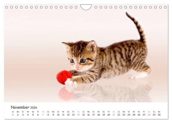 Produktbild: K&auml;tzchen 2026 (Wandkalender 2026 DIN A4 quer), CALVENDO Monatskalender
