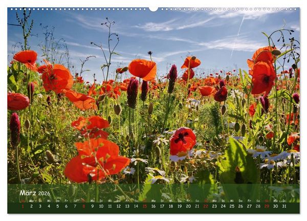 Produktbild: Mohntr&auml;ume (hochwertiger Premium Wandkalender 2026 DIN A2 quer), Kunstdruck in Hochglanz