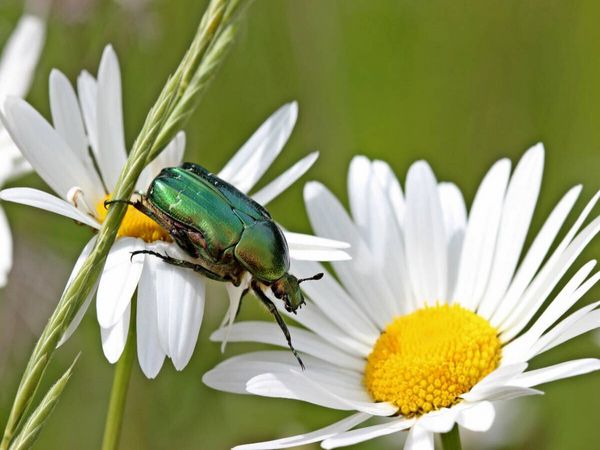 Produktbild: CALVENDO Puzzle Rosenk&auml;fer (Cetonia aurata) auf Margeritenbl&uuml;ten | 1000 Teile Lege-Gr&ouml;&szlig;e 64x48cm Foto-Puzzle f&uuml;r gl&uuml;ckliche Stunden