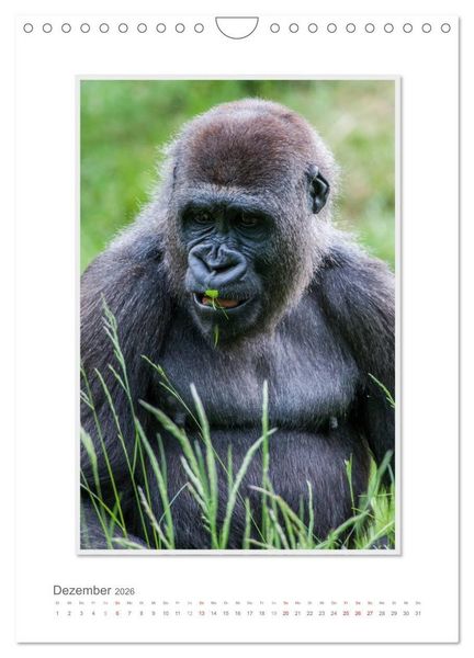 Produktbild: Emotionale Momente: Aus dem Leben der Familie Gorilla. (Wandkalender 2026 DIN A4 hoch), CALVENDO Monatskalender