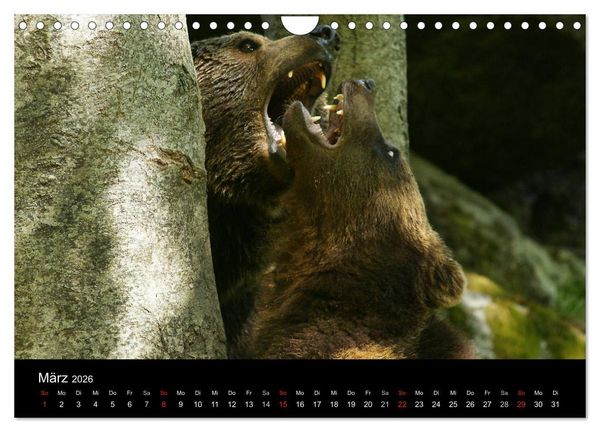 Produktbild: B&auml;ren im Nationalpark Bayerischer Wald (Wandkalender 2026 DIN A4 quer), CALVENDO Monatskalender