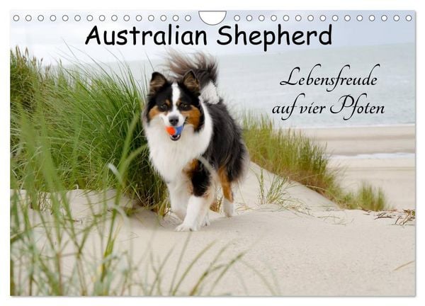 Produktbild: Australian Shepherd - Lebensfreude auf vier Pfoten (Wandkalender 2026 DIN A4 quer), CALVENDO Monatskalender