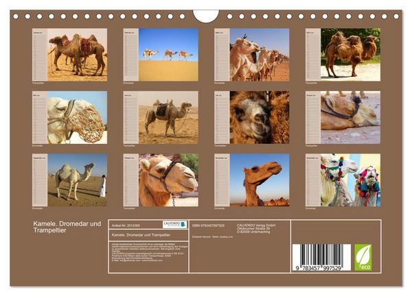 Produktbild: Kamele. Dromedar und Trampeltier (Wandkalender 2026 DIN A4 quer), CALVENDO Monatskalender