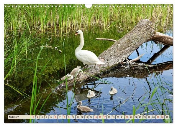 Produktbild: Fischland - Zwischen Ostsee und Bodden (Wandkalender 2027 DIN A3 quer), CALVENDO Monatskalender