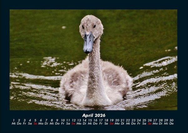 Produktbild: Enten 2026 Fotokalender DIN A4