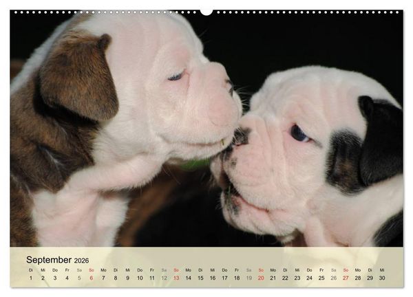 Produktbild: Bulldoggen-Kindergarten (hochwertiger Premium Wandkalender 2026 DIN A2 quer), Kunstdruck in Hochglanz