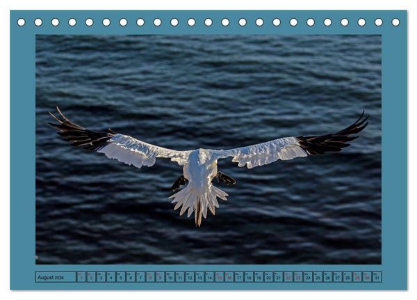 Produktbild: Helgoland und seine Basst&ouml;lpel (Tischkalender 2026 DIN A5 quer), CALVENDO Monatskalender