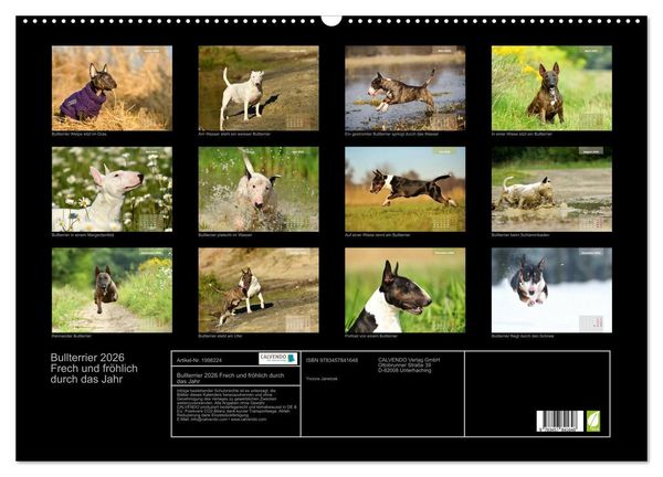 Produktbild: Bullterrier 2026 Frech und fr&ouml;hlich durch das Jahr (Wandkalender 2026 DIN A2 quer), CALVENDO Monatskalender