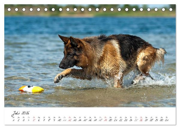 Produktbild: Deutsche Sch&auml;ferhunde - Traumhunde (Tischkalender 2026 DIN A5 quer), CALVENDO Monatskalender
