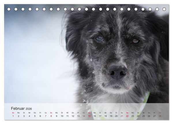 Produktbild: Hunde 2026 - Treue Begleiter (Tischkalender 2026 DIN A5 quer), CALVENDO Monatskalender