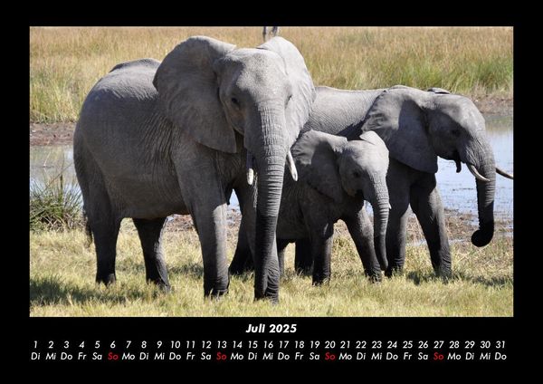 Produktbild: Elefanten 2025 Fotokalender DIN A3