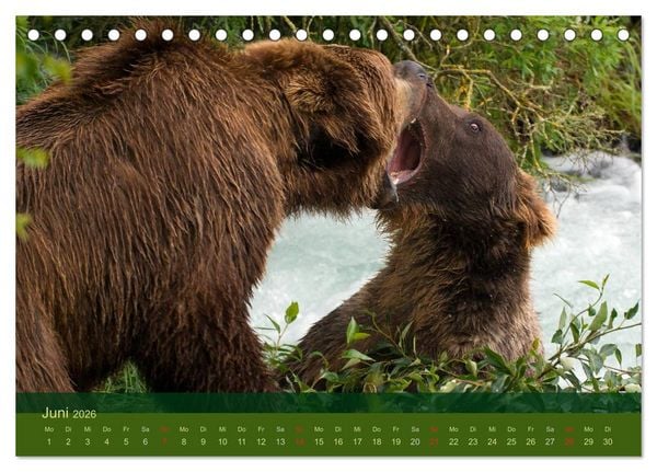 Produktbild: Der B&auml;renkalender 2026 (Tischkalender 2026 DIN A5 quer), CALVENDO Monatskalender