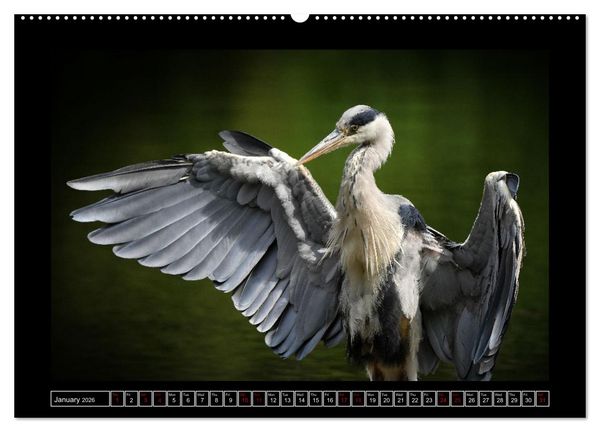Produktbild: The heron parade (High Quality Premium Wall Calendar 2026 DIN A2 landscape),CALVENDO 12 Month Wall Calendar