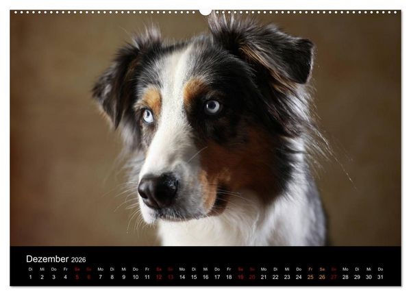 Produktbild: Charmante Australian Shepherds (Wandkalender 2026 DIN A2 quer), CALVENDO Monatskalender