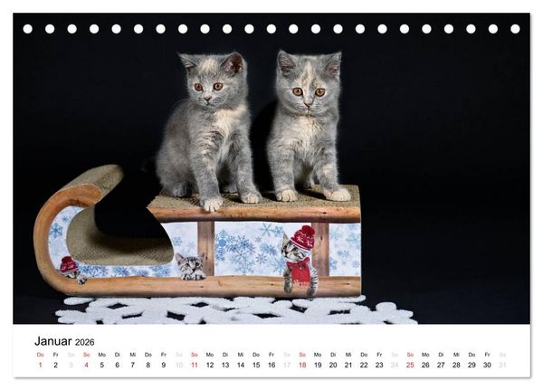 Produktbild: Briten B&auml;rchen &ndash; Britsch Kurzhaar 2026 (Tischkalender 2026 DIN A5 quer), CALVENDO Monatskalender
