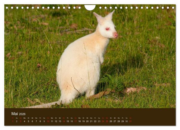 Produktbild: Beuteltiere Australiens (Wandkalender 2026 DIN A4 quer), CALVENDO Monatskalender