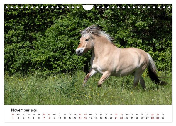 Produktbild: Pferde - im Galopp durch's Jahr 2026 (Wandkalender 2026 DIN A4 quer), CALVENDO Monatskalender