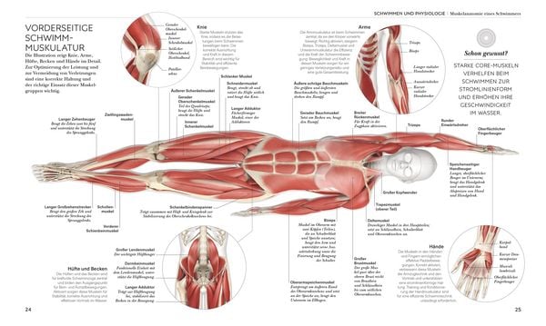 Produktbild: Schwimmen - Die Anatomie verstehen
