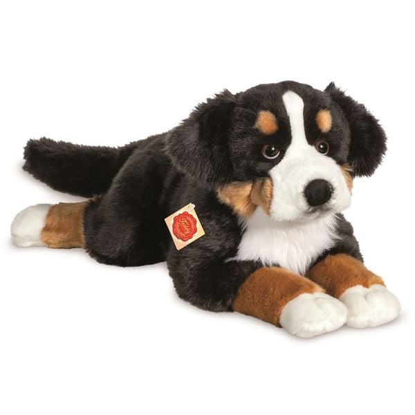 Berner Sennenhund liegend