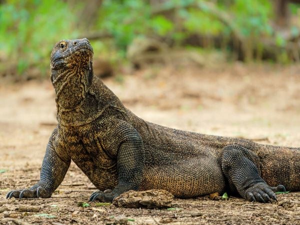 Produktbild: CALVENDO Puzzle Komodowaran - Varanus komodoensis - aus Indonesien | 1000 Teile Lege-Gr&ouml;&szlig;e 64x48cm Foto-Puzzle f&uuml;r gl&uuml;ckliche Stunden