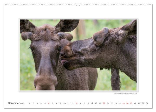 Produktbild: Emotionale Momente: Europ&auml;ischer Elch Part II (Wandkalender 2026 DIN A2 quer), CALVENDO Monatskalender