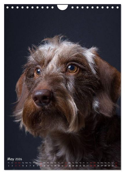 Produktbild: Dogs in Style (Wall Calendar 2026 DIN A4 portrait), CALVENDO 12 Month Wall Calendar