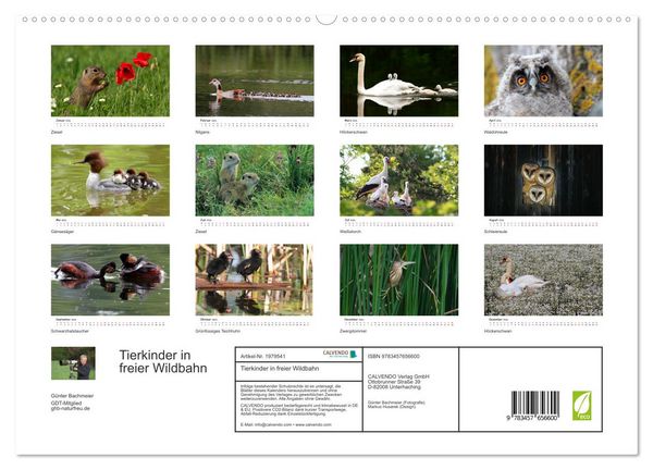 Produktbild: Tierkinder in freier Wildbahn (hochwertiger Premium Wandkalender 2026 DIN A2 quer), Kunstdruck in Hochglanz