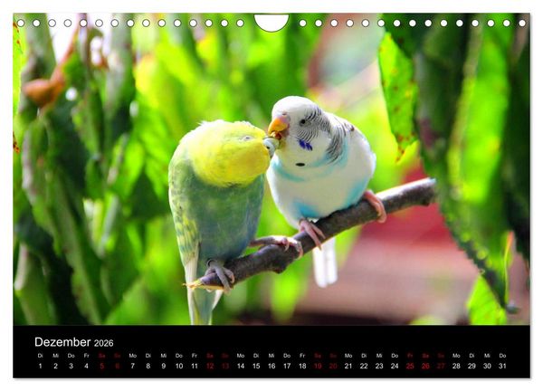 Produktbild: Wellensittichtr&auml;ume - Der neue Wellensittich-Naturkalender (Wandkalender 2026 DIN A4 quer), CALVENDO Monatskalender